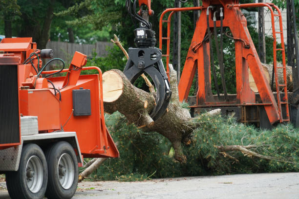 Tree Service Company in Fairwood, MD